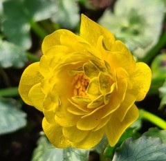 Ranunculus ficaria Montacute