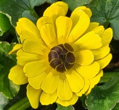 Ranunculus ficaria Montacute