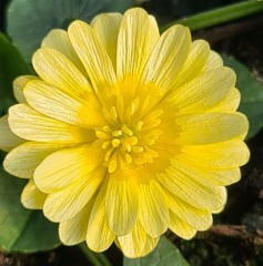 Ranunculus ficaria Nicole