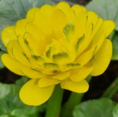 Ranunculus ficaria Nicole