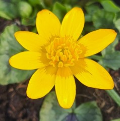 Ranunculus ficaria Orange Sorbet