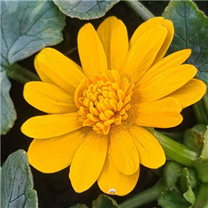 Ranunculus ficaria Orangette