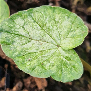 Ranunculus ficaria Pencarn