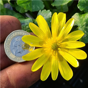 Ranunculus ficaria Pwyll Prince of Dyfed