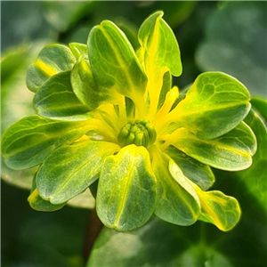 Ranunculus ficaria Ragamuffin