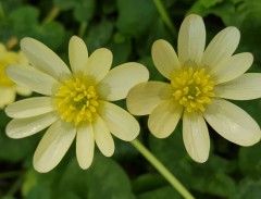 Ranunculus ficaria Randalls White