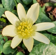 Ranunculus ficaria Randalls White