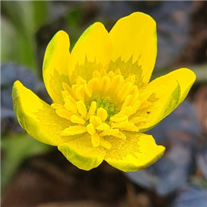 Ranunculus ficaria Richard and Val