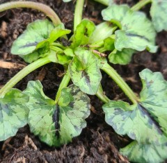 Ranunculus ficaria Silver Brambling