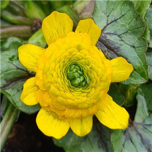 Ranunculus ficaria Silver Collar