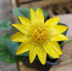 Ranunculus ficaria ssp. chrysocoma