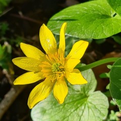 Ranunculus ficaria ssp. chrysocoma