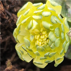 Ranunculus ficaria Sylvie