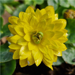 Beautiful double Celandine suited to semi shaded damp areas