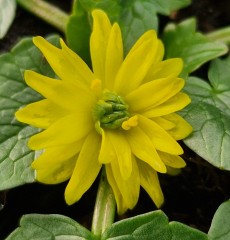 Ranunculus ficaria Leo