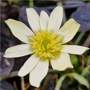 Ranunculus ficaria Magnum