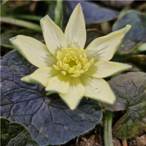 Ranunculus ficaria Magnum