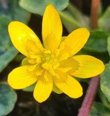 Ranunculus ficaria Martin Gibb