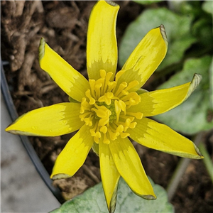 Ranunculus ficaria Pencarn