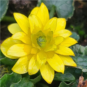 Ranunculus ficaria Pictons Double