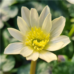 Ranunculus ficaria Primrose