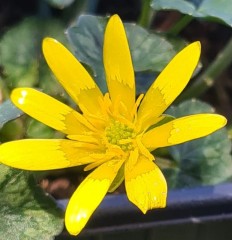 Ranunculus ficaria Silver Brambling