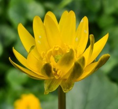 Ranunculus ficaria Sulli