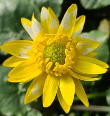 Ranunculus ficaria Sulli