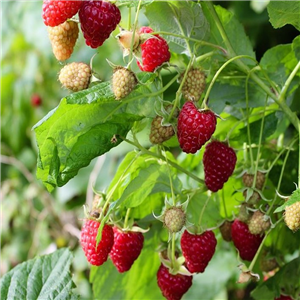 Raspberry Glen Clova