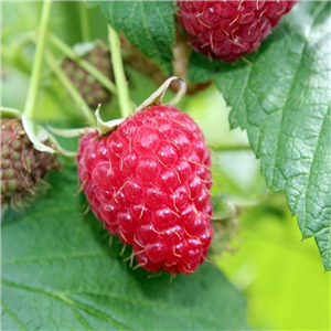 Raspberry Malling Jewel