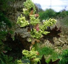 Rheum palmatum var tangutica