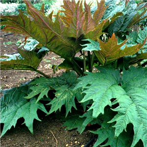 Rheum palmatum