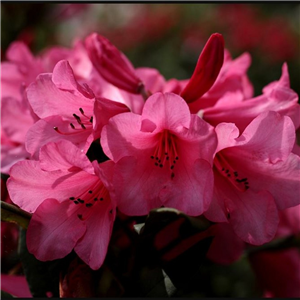 Rhododendron Anna Rose Whitley