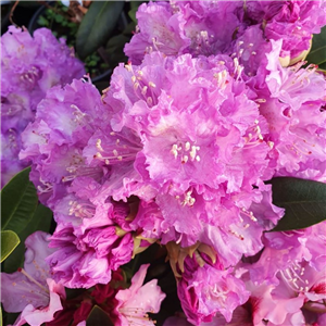 Rhododendron Alfred