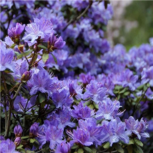 Rhododendron impeditum Arctic Blue