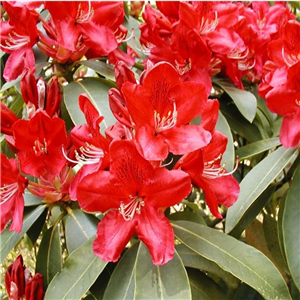 Rhododendron Bengal