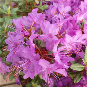 Rhododendron Blue Silver