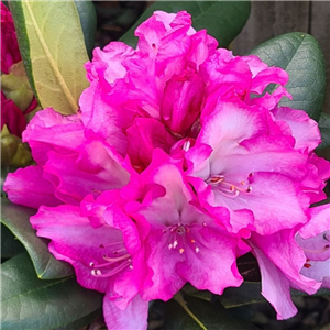 Rhododendron yakusimanum Blurettia