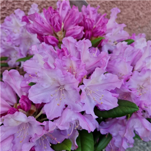 Rhododendron Caroline Allbrook