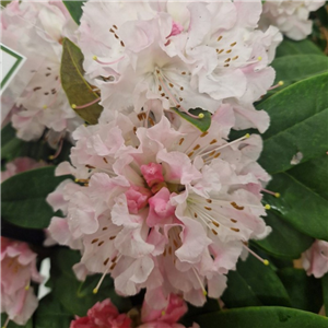 Rhododendron Christmas Cheer