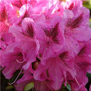 Rhododendron Cosmopolitan