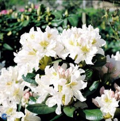 Rhododendron Cunninghams White