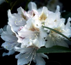 Rhododendron Cunninghams White