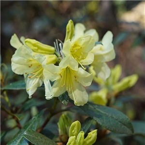 Rhododendron Curlew