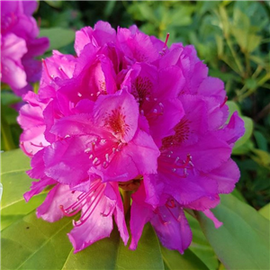 Rhododendron yakusimanum Delta