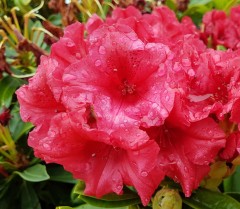 Rhododendron yakusimanum Dopey