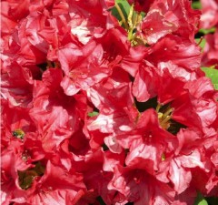 Rhododendron yakusimanum Dopey