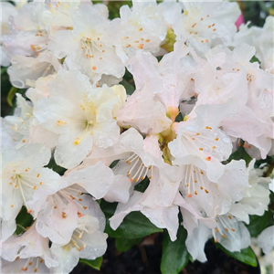 Rhododendron Dora Amateis