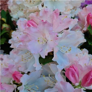 Rhododendron Dreamland