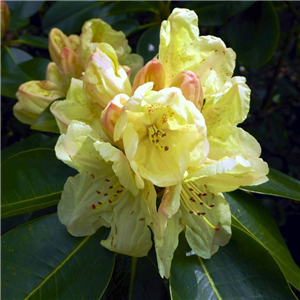 Rhododendron Ehrengold